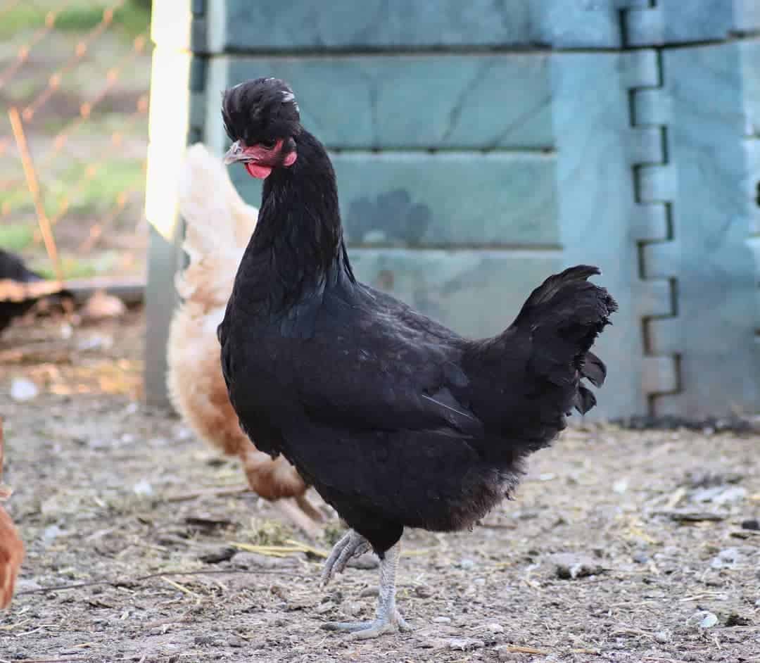 Cuervolargo de Kosovo