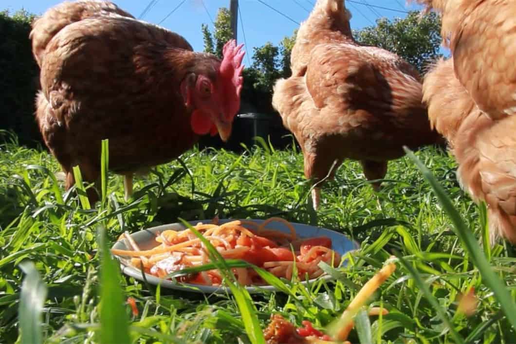 las gallinas pueden comer pasta