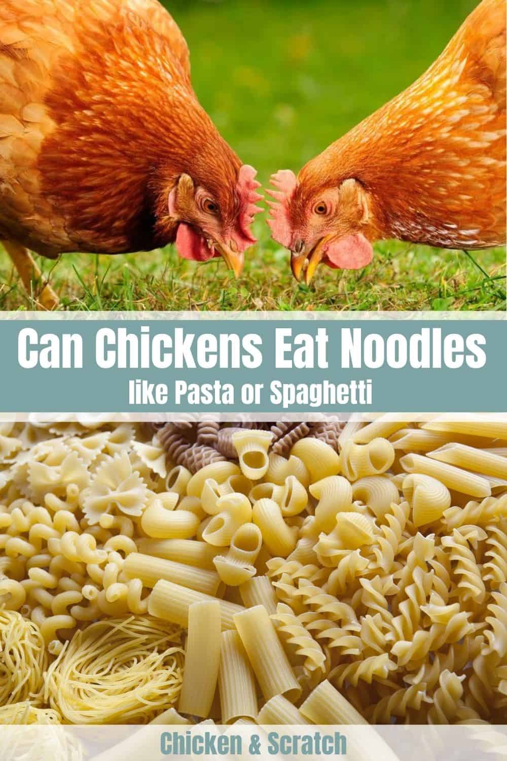 las gallinas pueden comer fideos