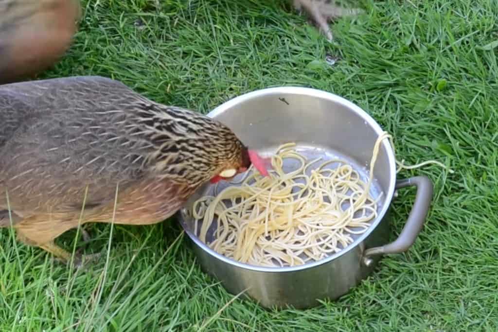 las gallinas pueden comer fideos