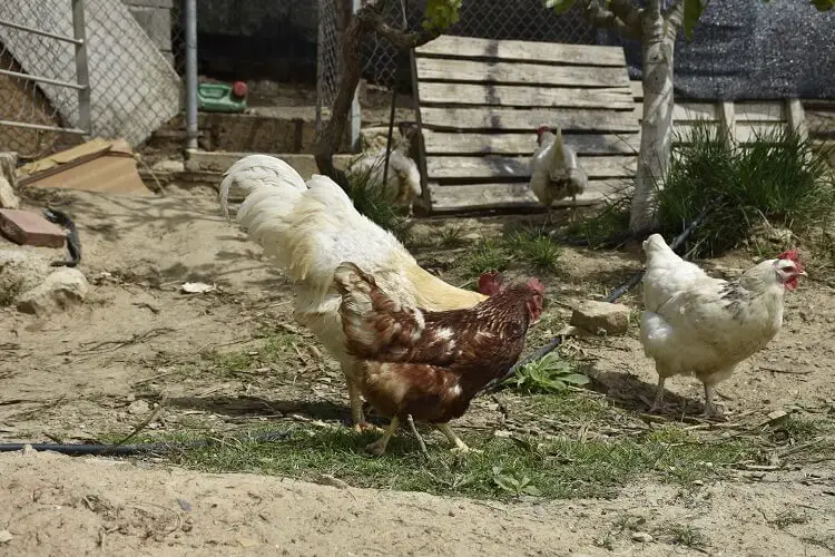 Pérdida de plumas de pollo