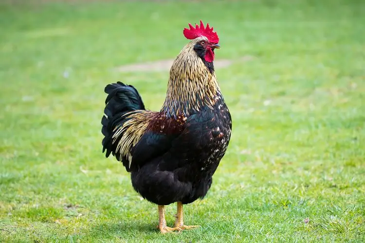 Gallo de Barnevelder en campo