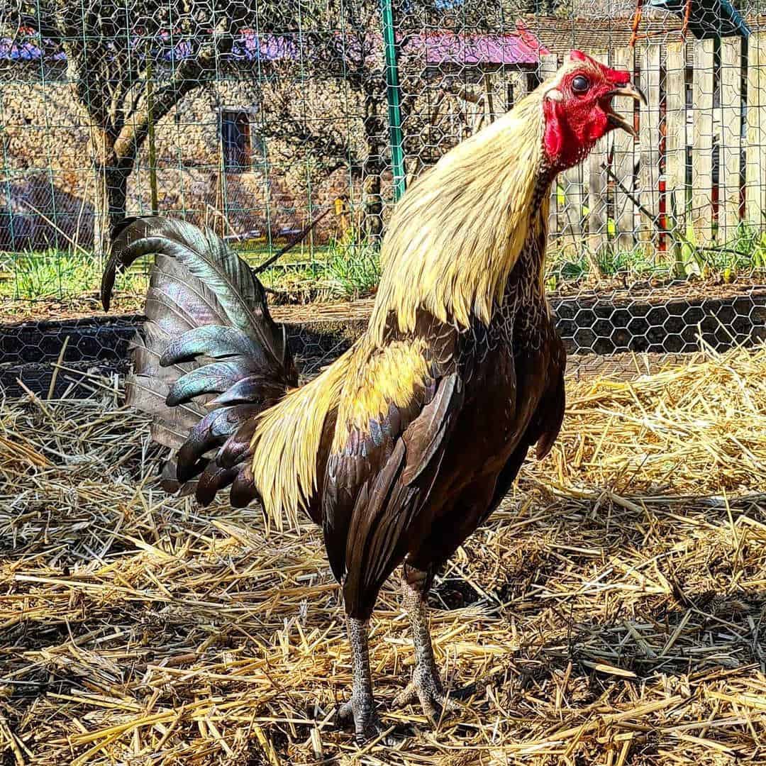 pollo de juego inglés antiguo