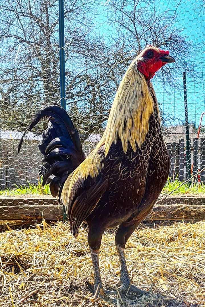 pollos de caza