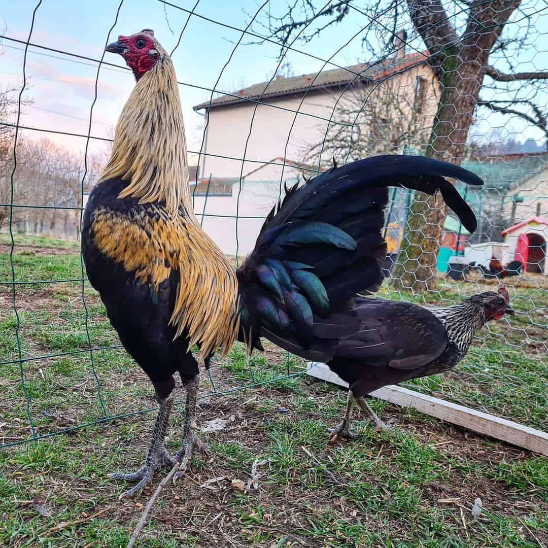 pollos de juego ingleses antiguos