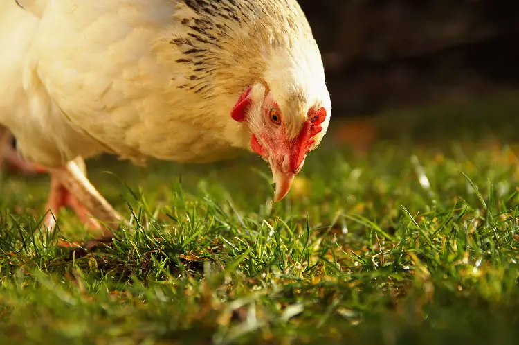 Un pollo ligero de Sussex