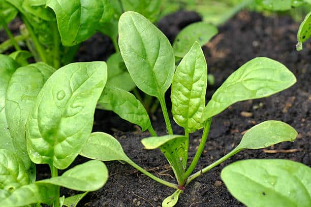 Contenido nutricional de las espinacas que necesita el pollo