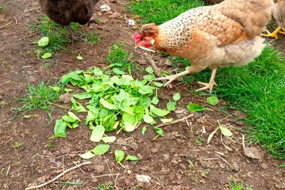 las gallinas pueden comer espinacas