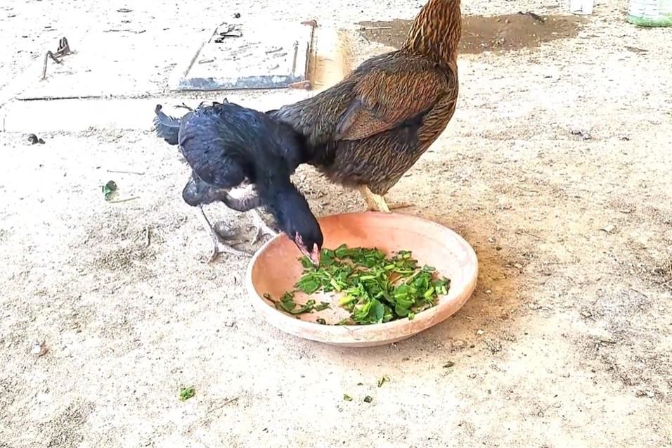 espinacas para pollos