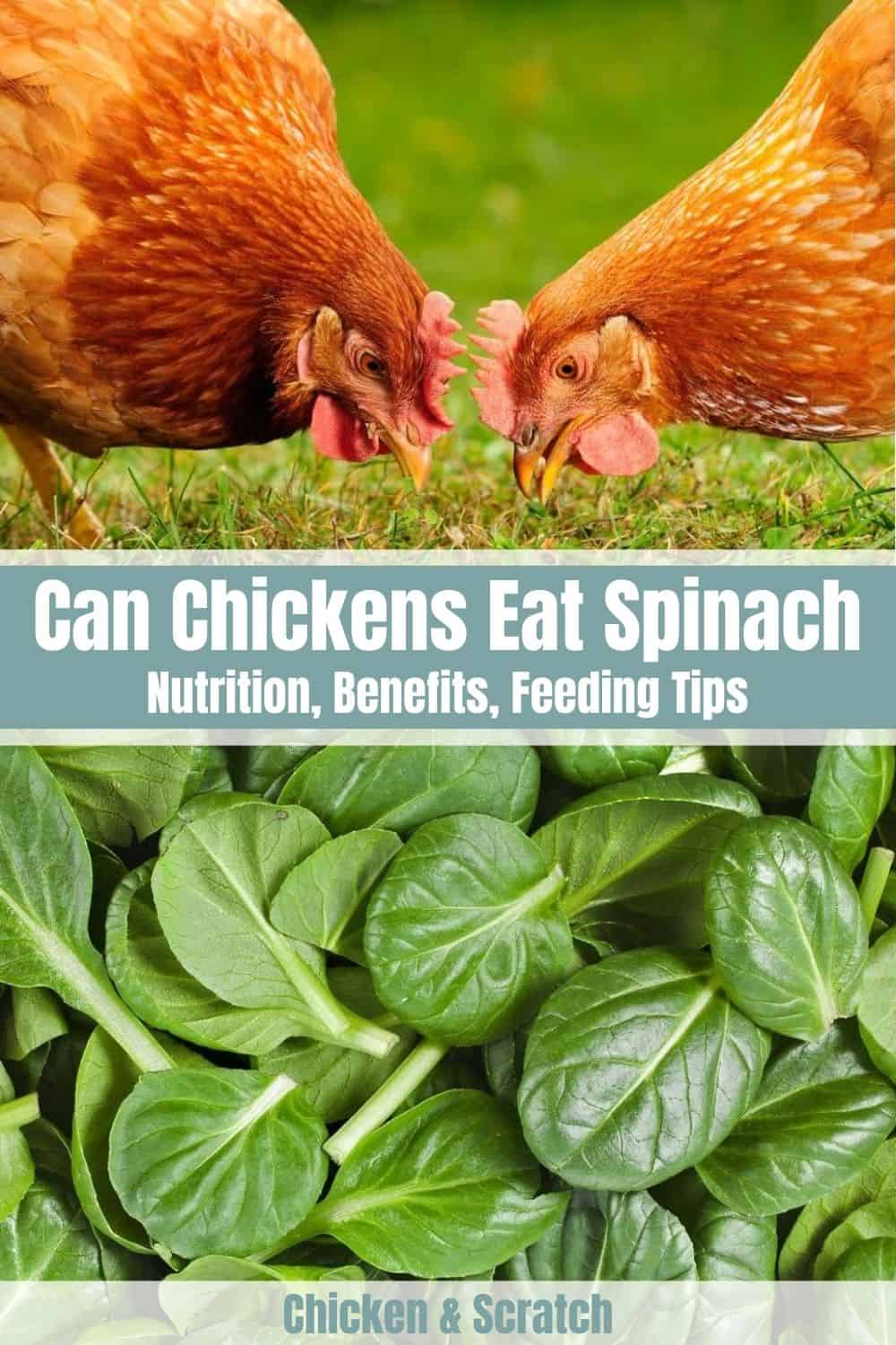 espinacas para pollo