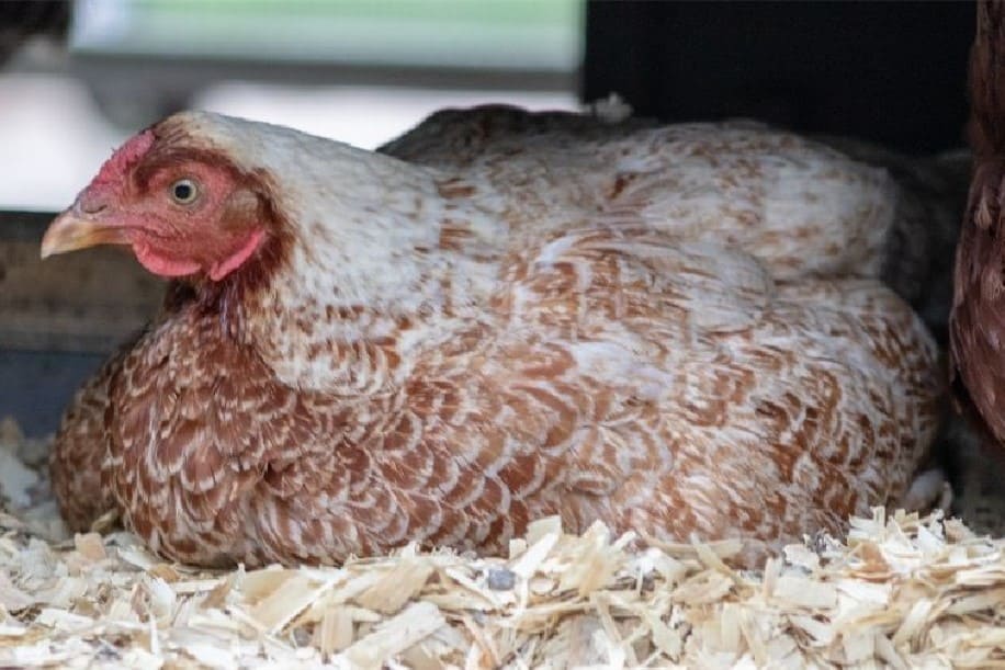 ¿El cedro es tóxico para los pollos?
