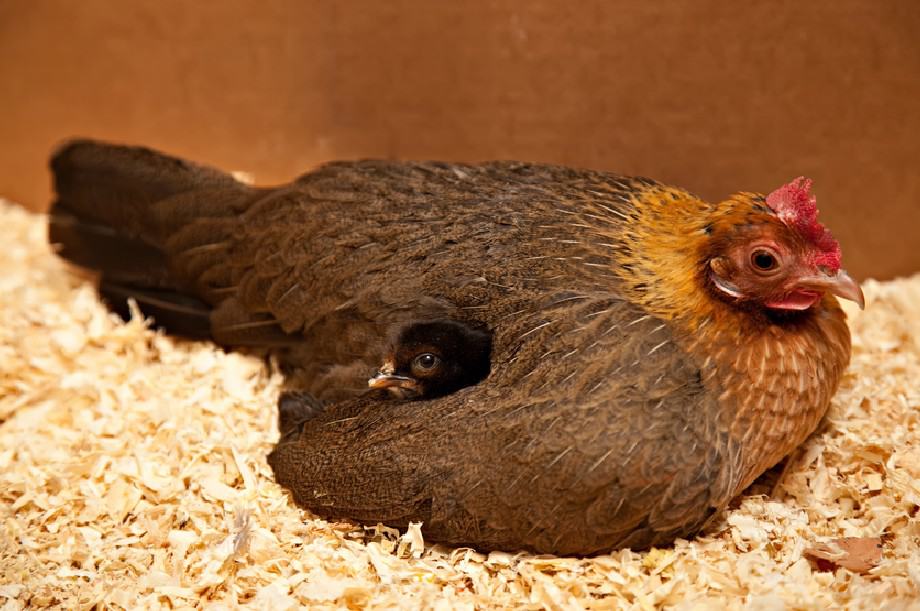 lecho de cedro para gallinas