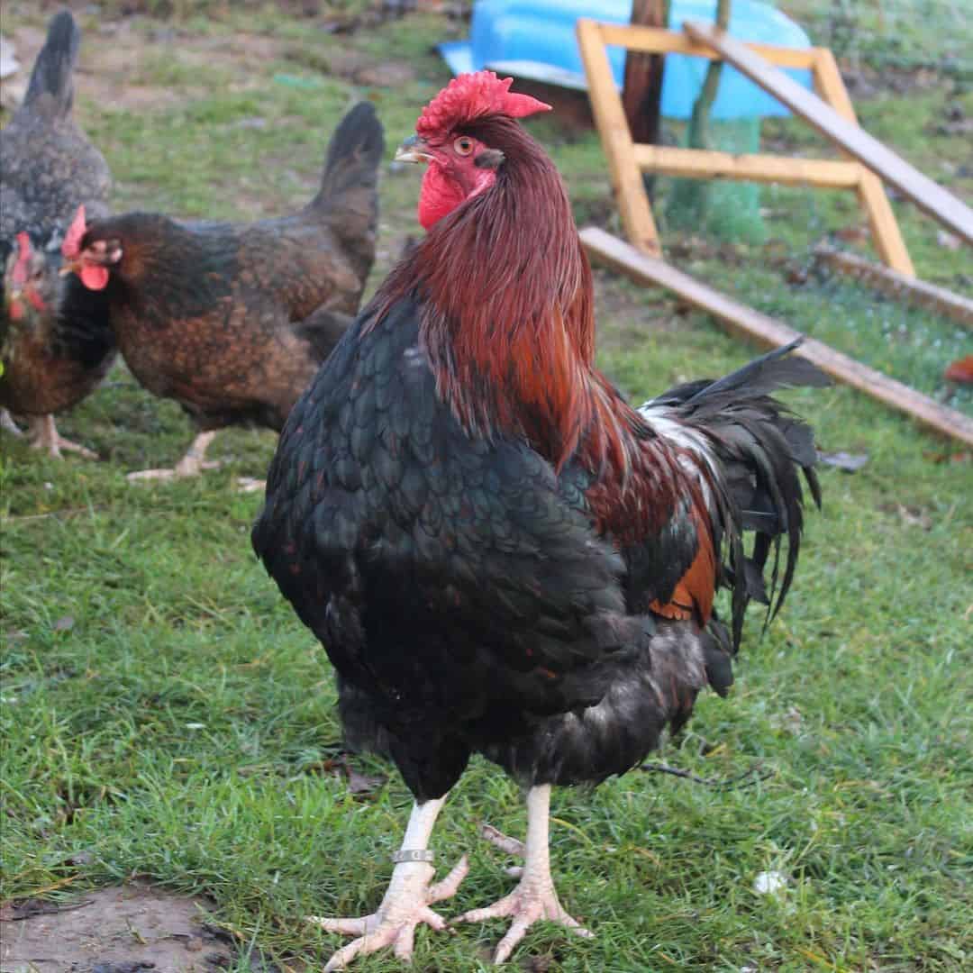 razas de gallinas de 5 dedos