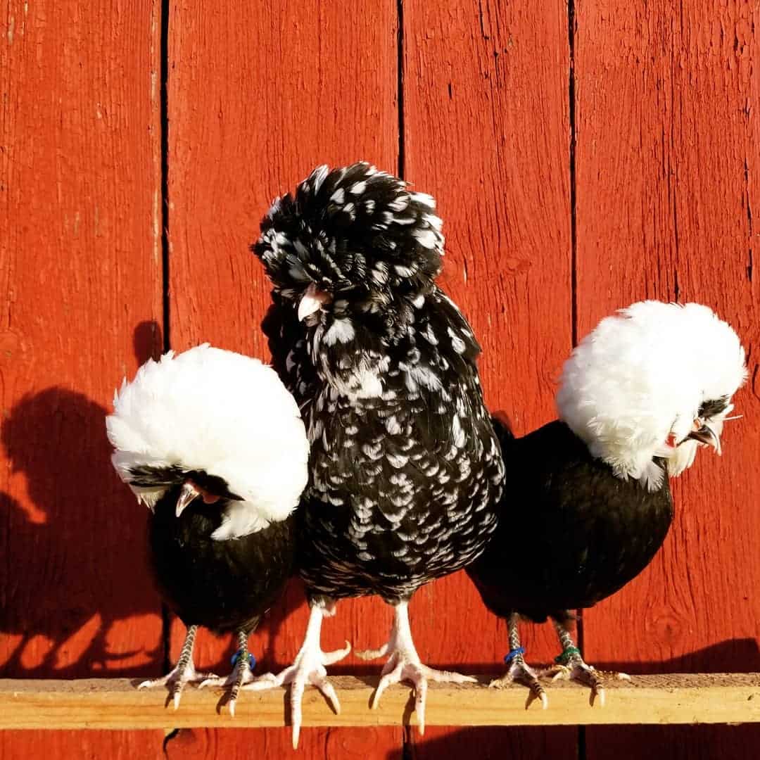 pollos de cinco dedos