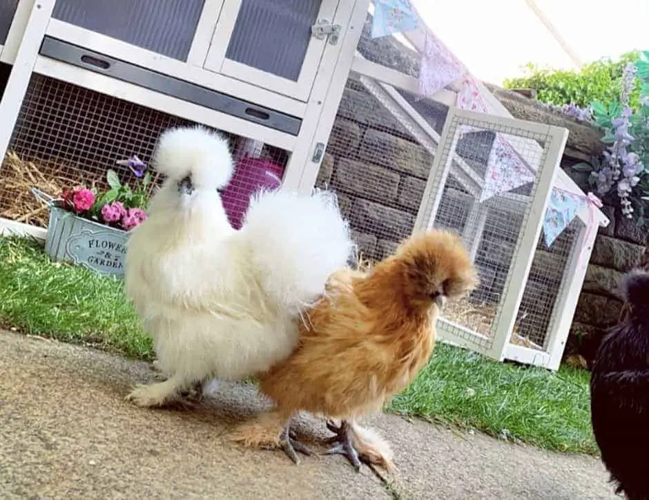 Silkie Bantam sin barba