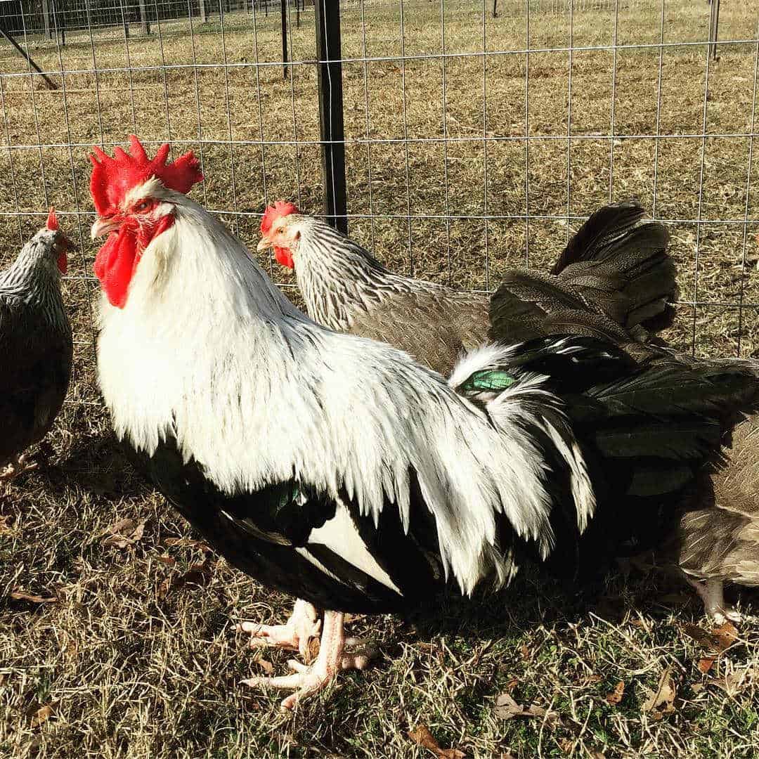 razas de gallinas de cinco dedos