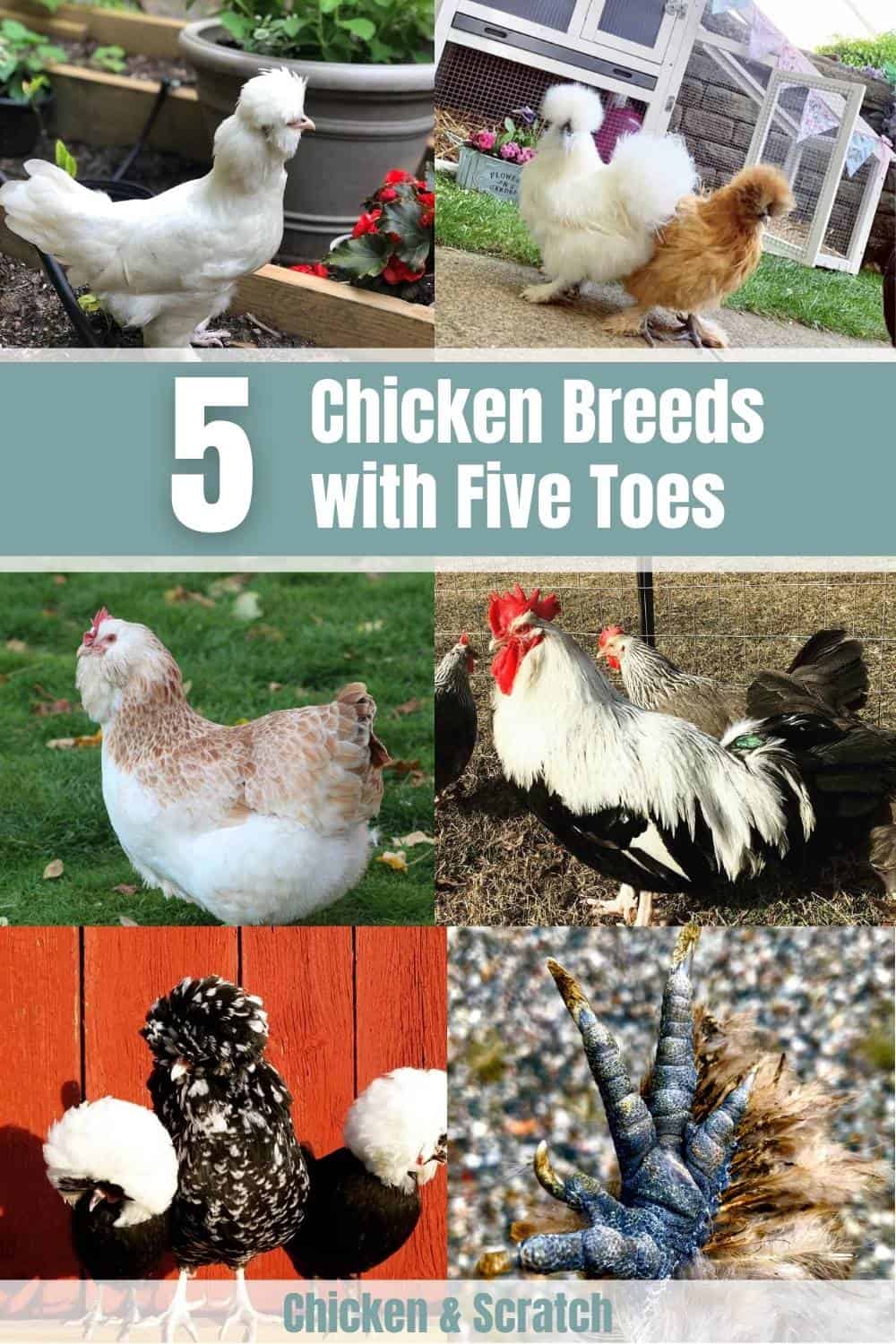razas de gallinas con 5 dedos