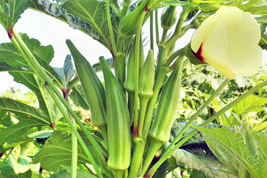 ¿Pueden los pollos comer okra? (Nutrición, Beneficios, Consejos de