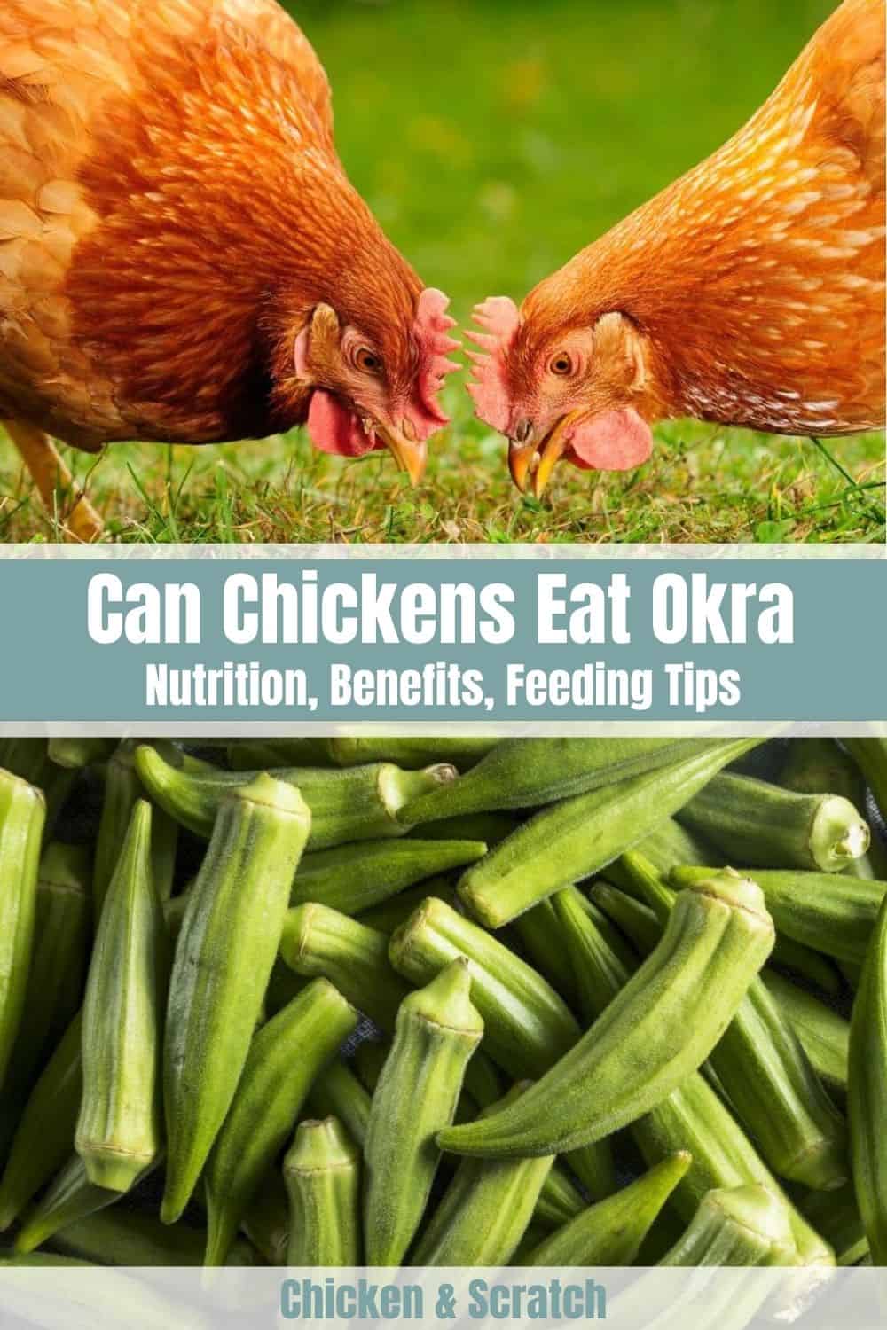 ¿Pueden los pollos comer vainas de okra?