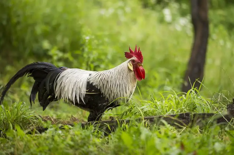 Pollo Leghorn Plateado