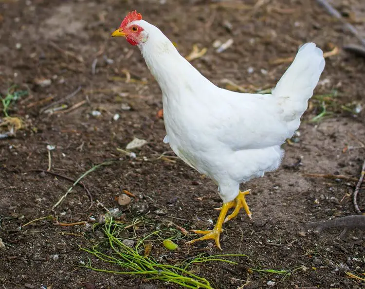 gallina leghorn