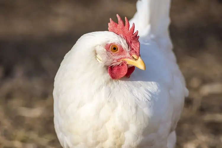 Pollo Livorno Blanco