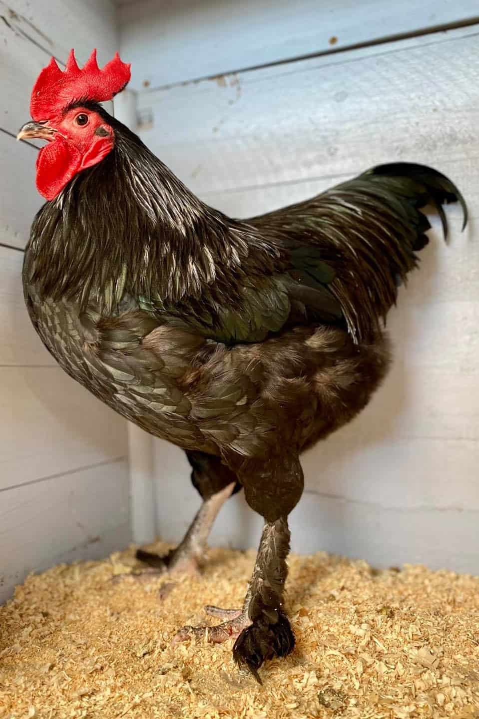 langshan negro
