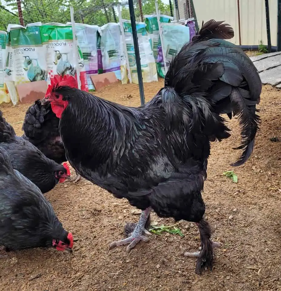 pollos langshan