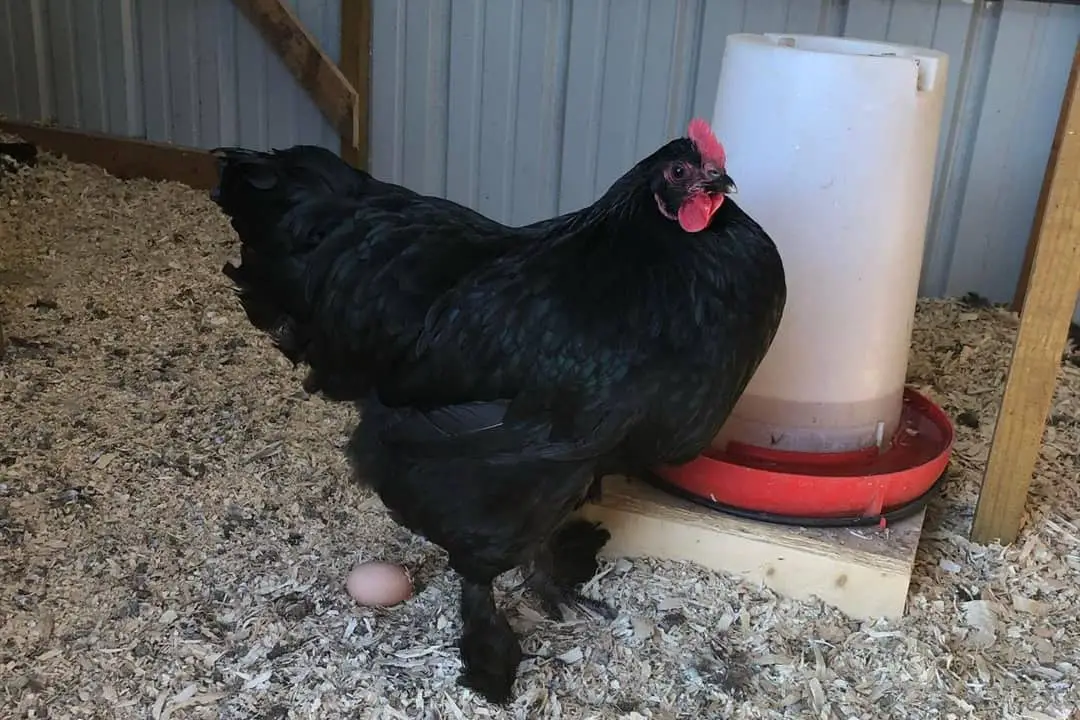 gallina langshan