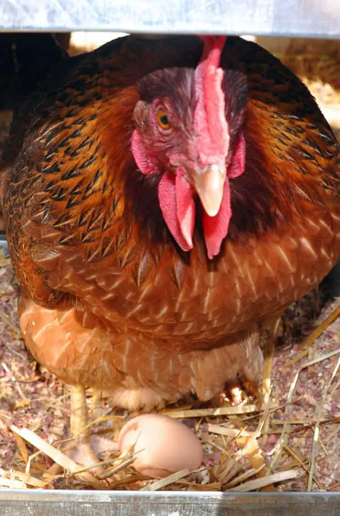 como incubar huevos de gallina