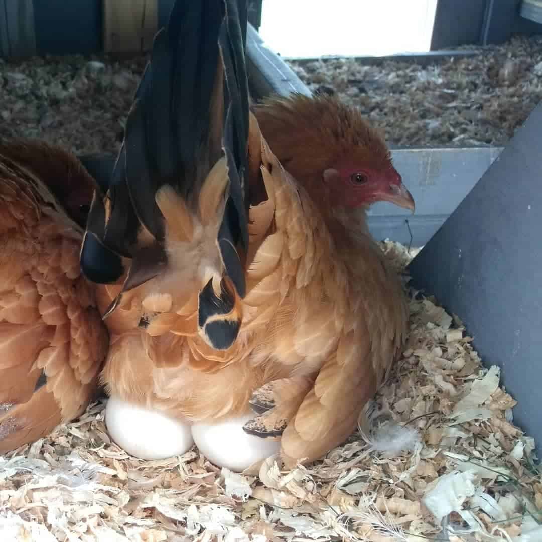 gallos de nankin
