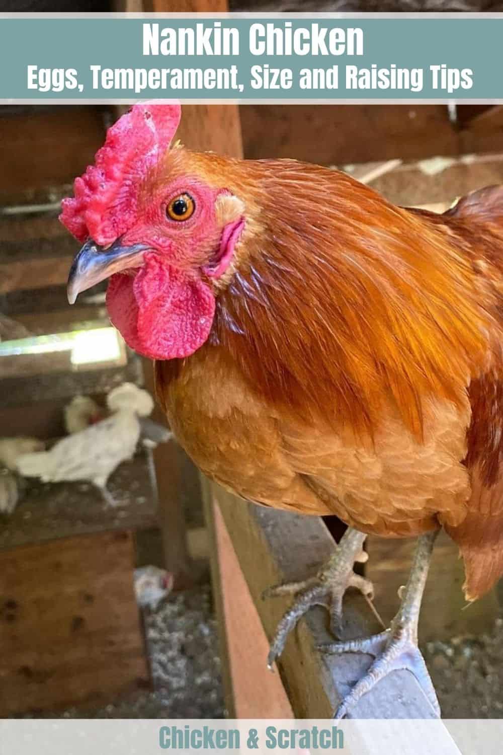 pollos nankin