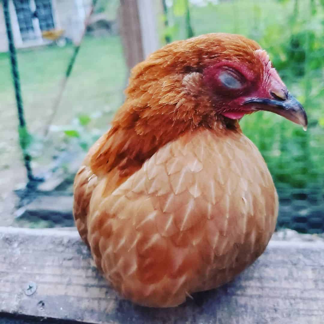 pollos bantam nankin