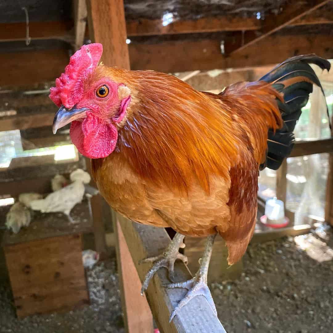 pollo nankin