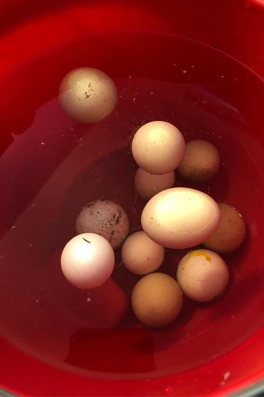 como saber si un huevo esta malo