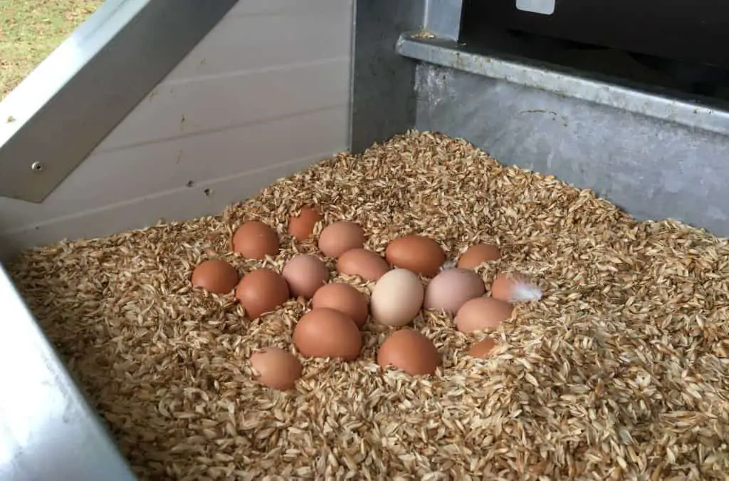 prueba de flotación de huevo