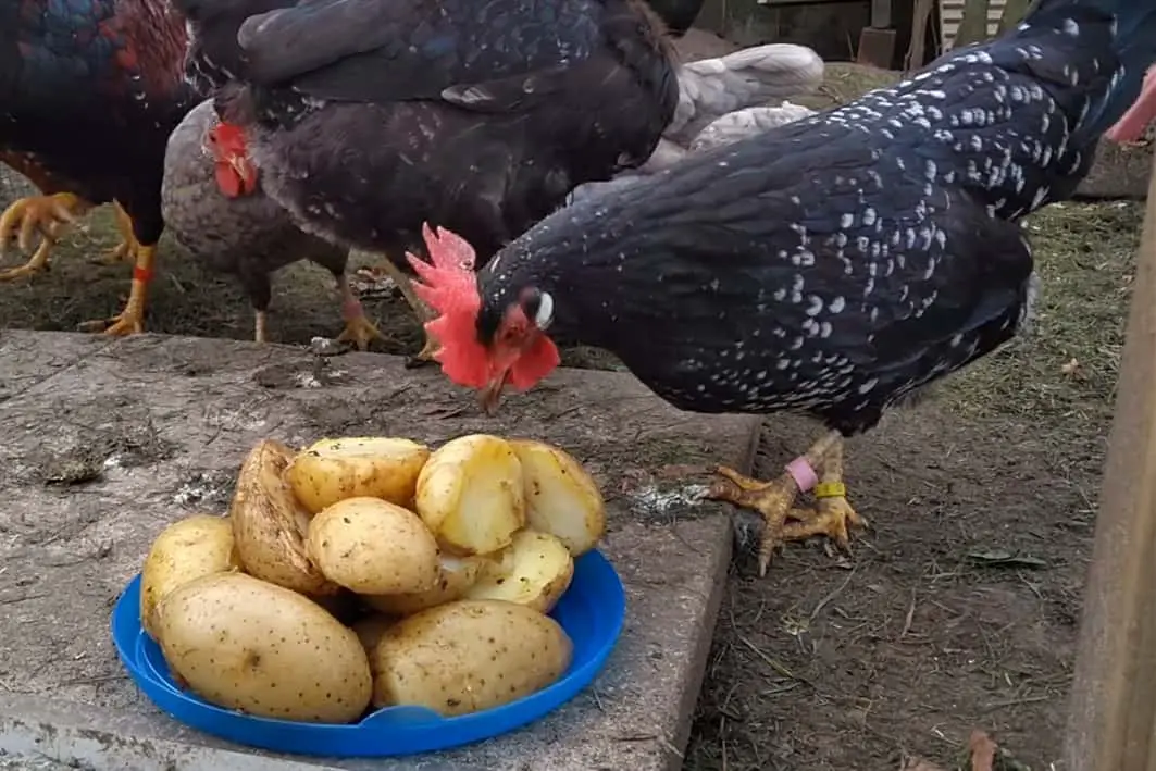 ¿Puede el pollo comer cáscaras de papa?