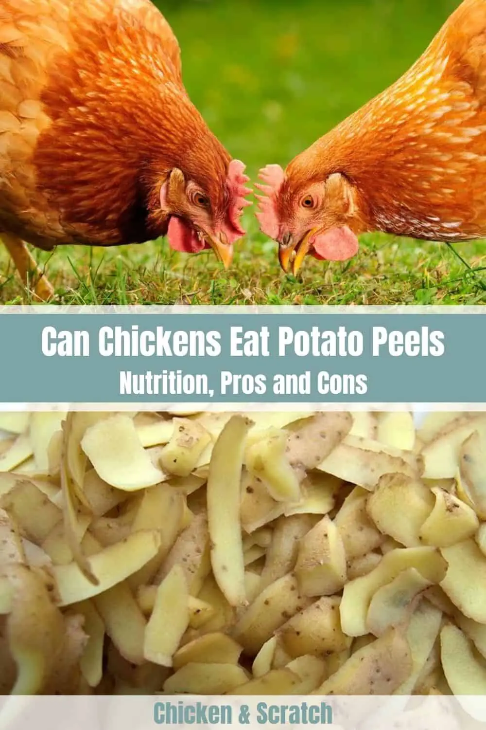 ¿Pueden los pollos comer pieles de patata?