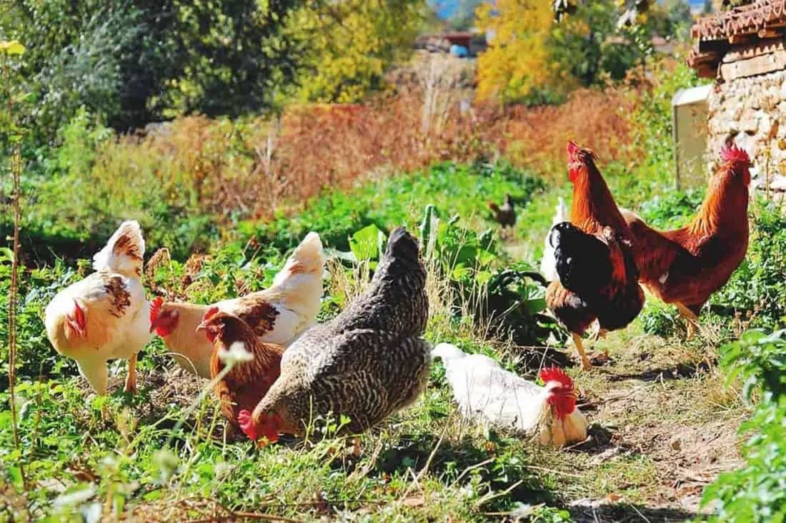 ¿Pueden los pollos comer pieles de patata?