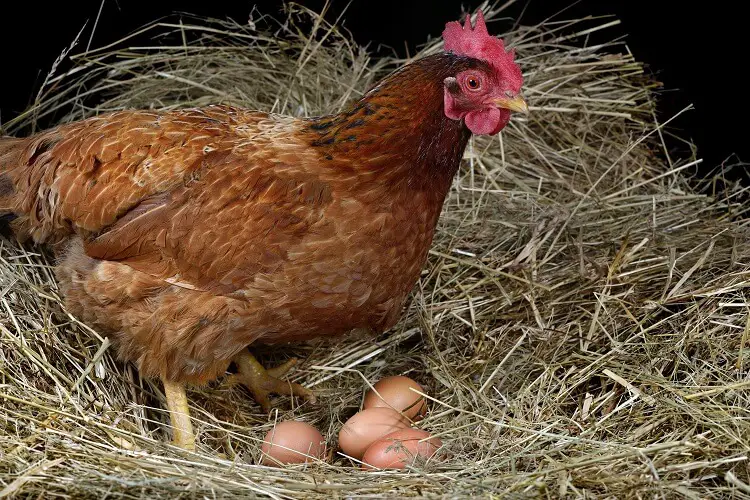 pollo en nido