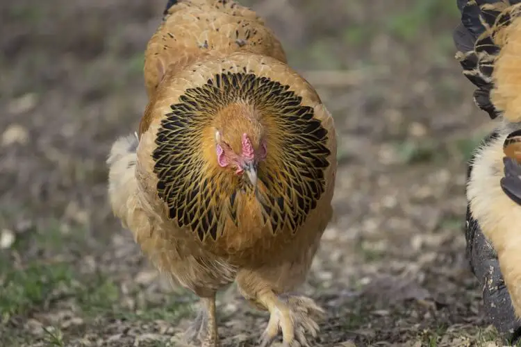 Una gallina Buff Brahma