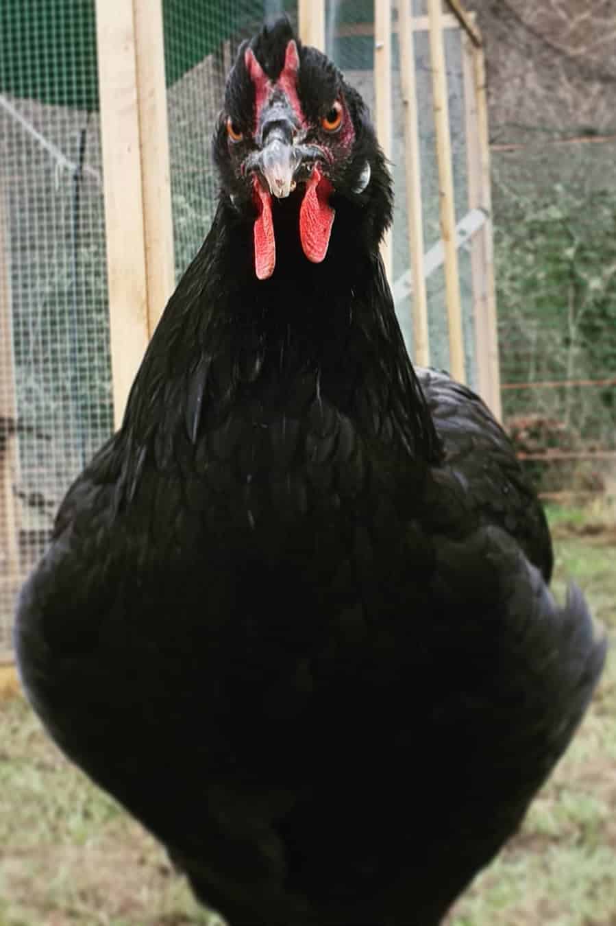 vendo pollo la fleche