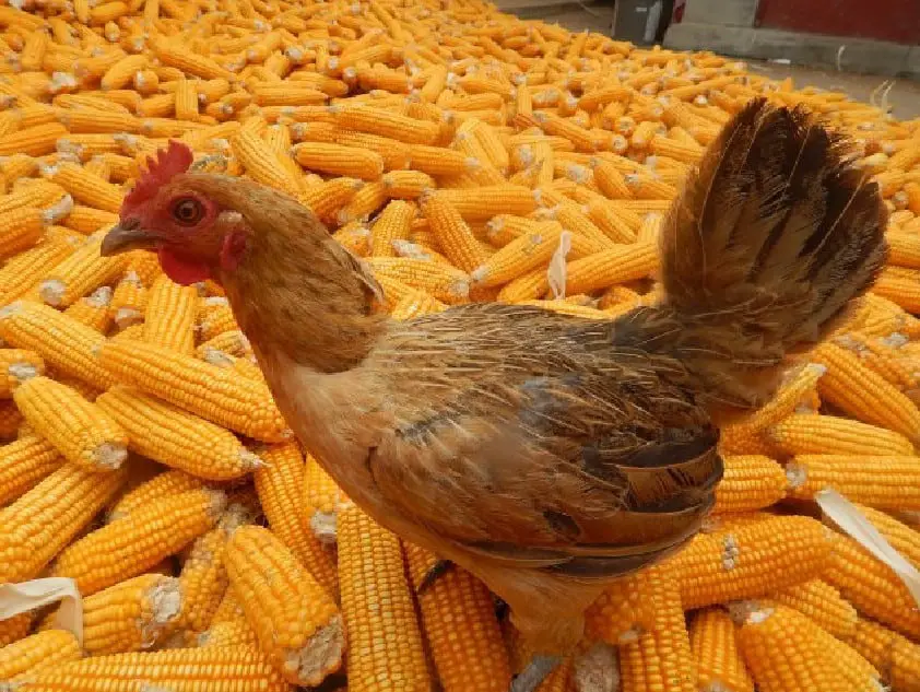 ¿Pueden las gallinas comer maíz en la mazorca?