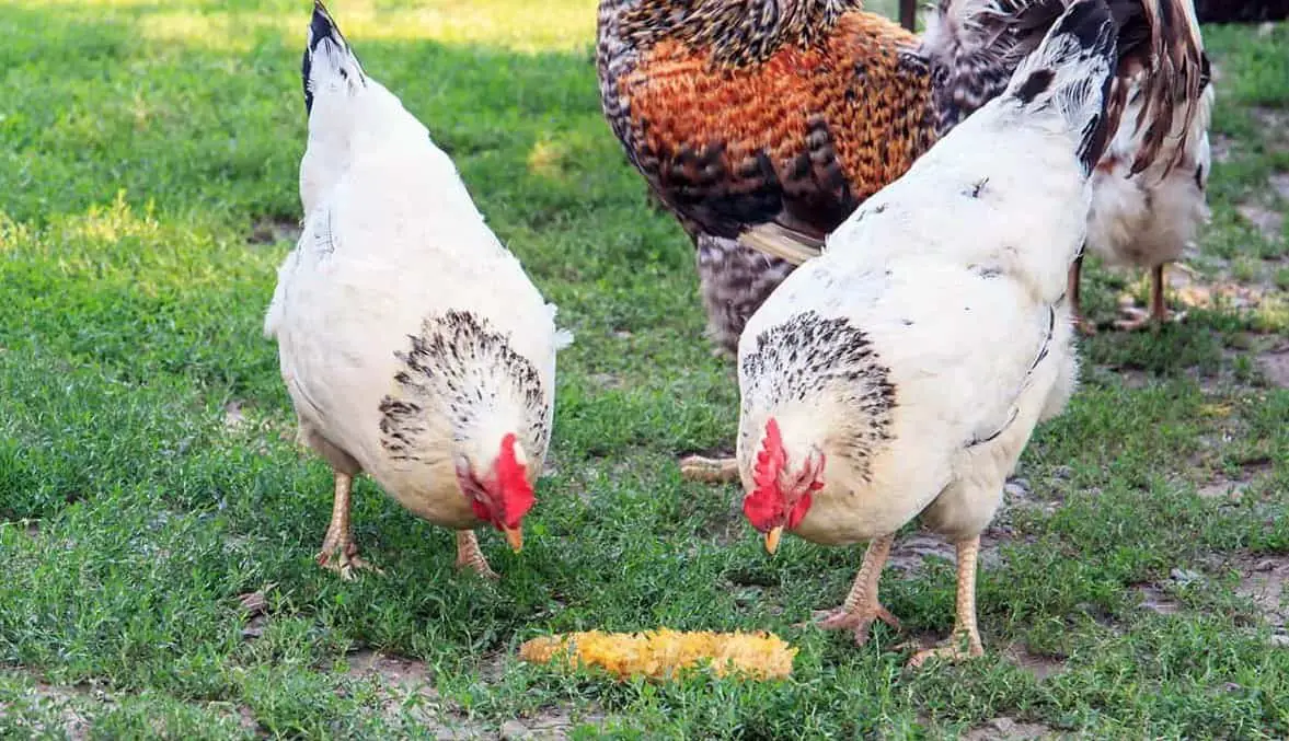 ¿Pueden los pollos comer hojas de maíz?