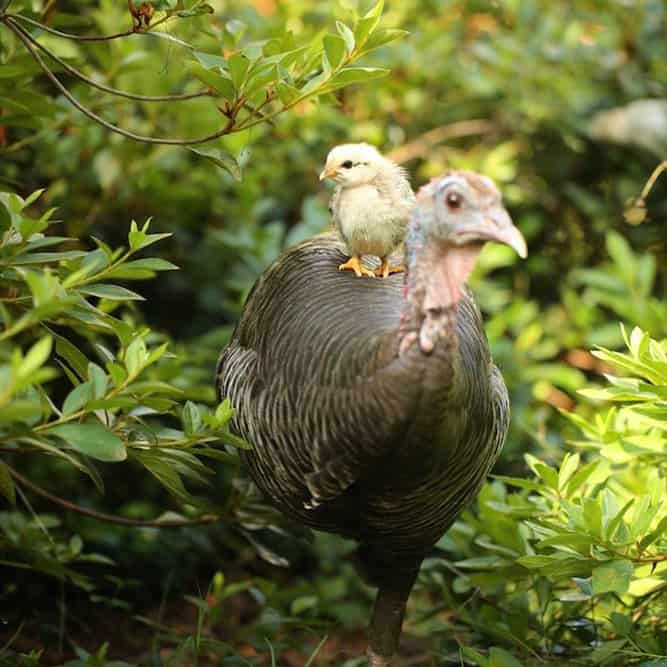 Pollito