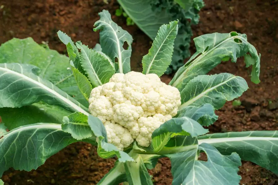 las gallinas comen coliflor