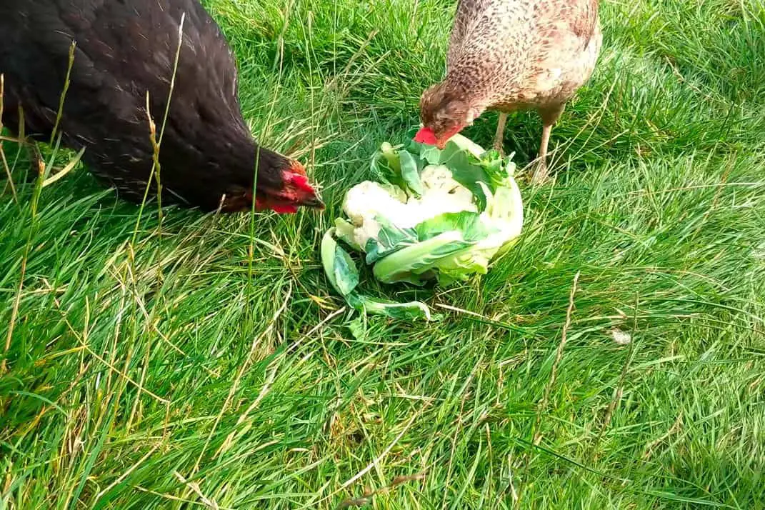 las gallinas pueden comer coliflor