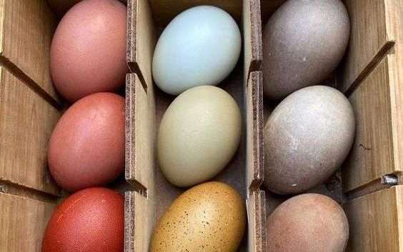 pollo pone huevos azules