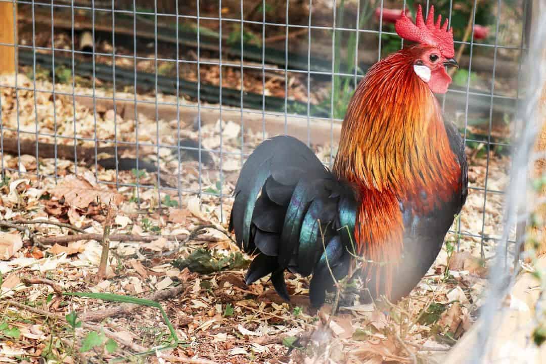 gallo holandés