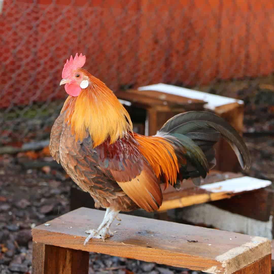 pollo gallo holandés